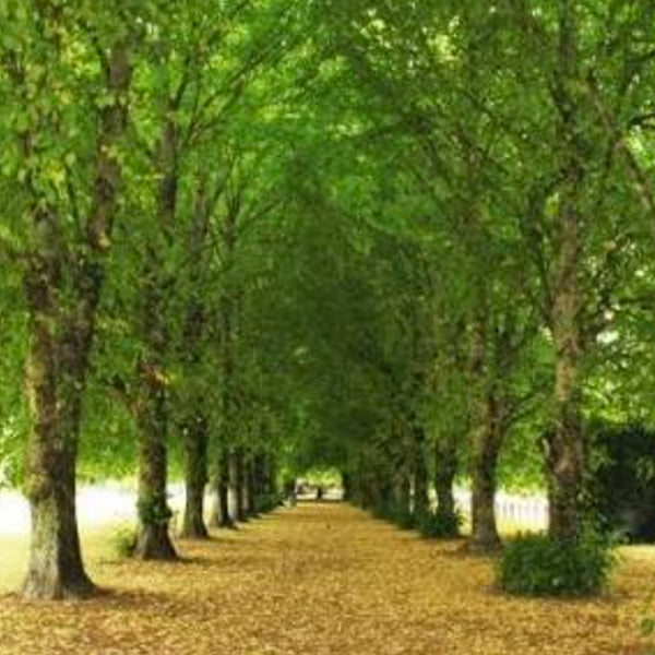 Greytown a special New Zealand town Designer Clothing Gallery Women's Online Designer Clothing