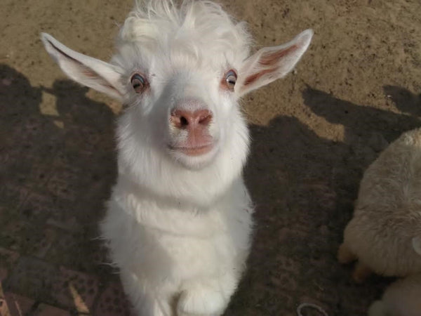 Cocoa Cashmere Baby Goats