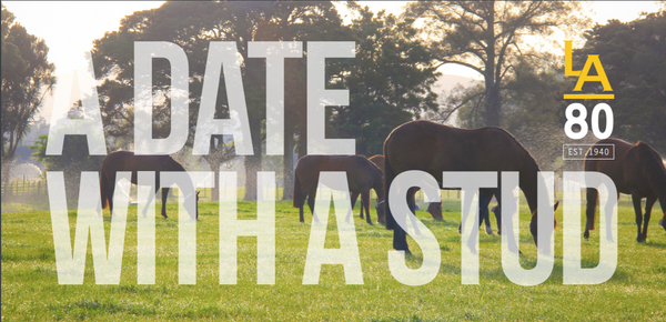 A Date with a Stud at the Little Avondale Stud